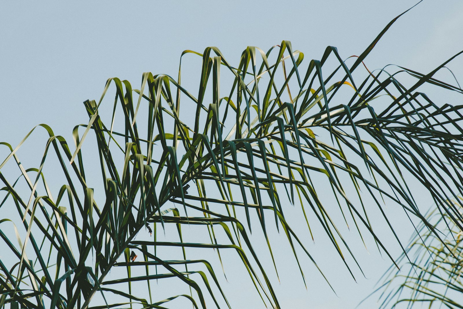 Canon EOS 760D (EOS Rebel T6s / EOS 8000D) + Sigma 24-70mm F2.8 EX DG Macro sample photo. Green leaves photography