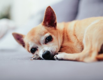 tan chihuahua lying on couch