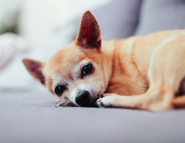 tan chihuahua lying on couch
