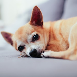 tan chihuahua lying on couch