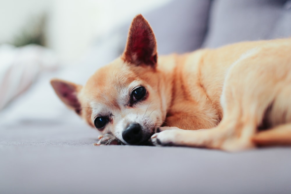 tan chihuahua lying on couch