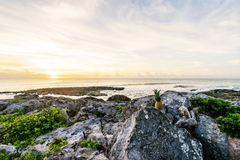 one pineapple on boulders facing sea and sunset