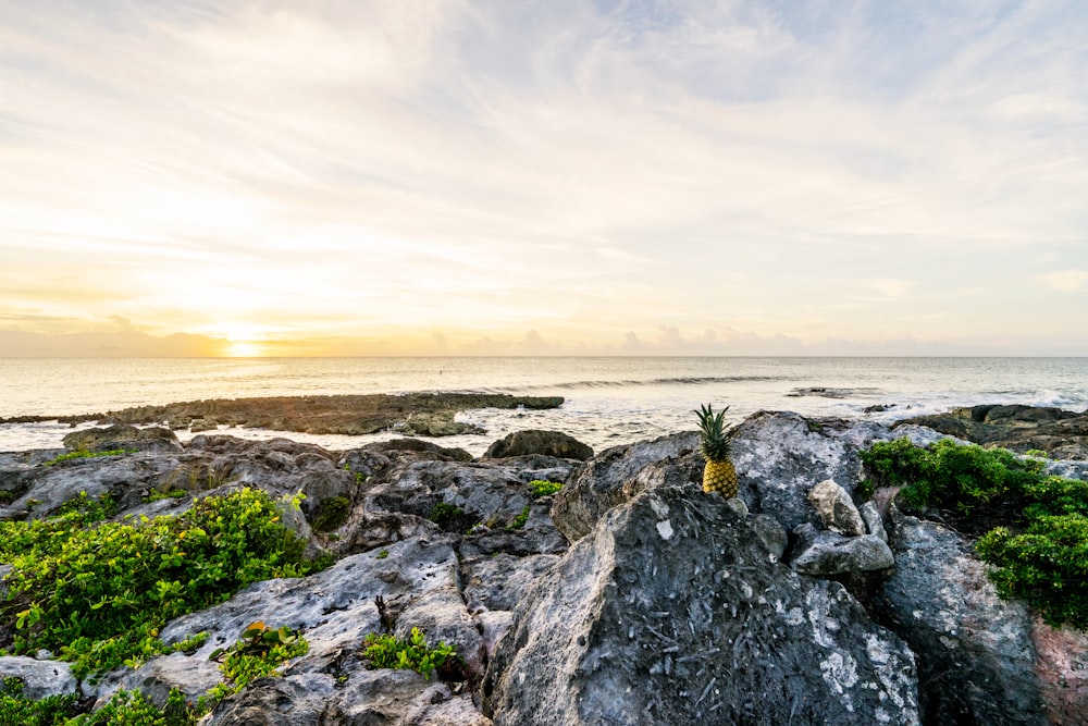 Eine Ananas auf Felsbrocken mit Blick auf Meer und Sonnenuntergang