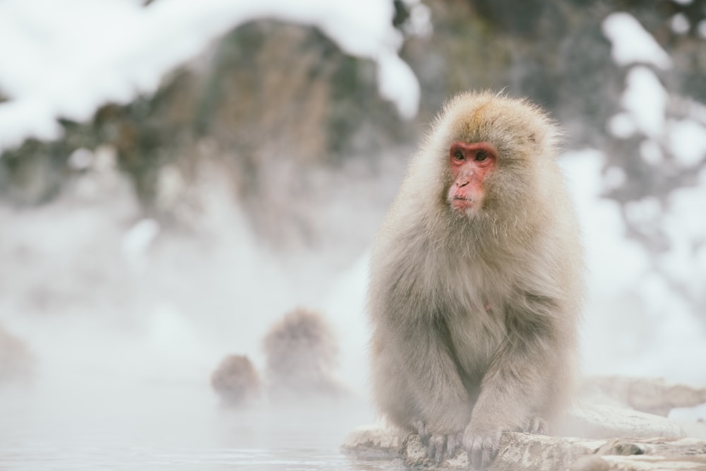 Japanese macaque sitting on rock selective focus photography