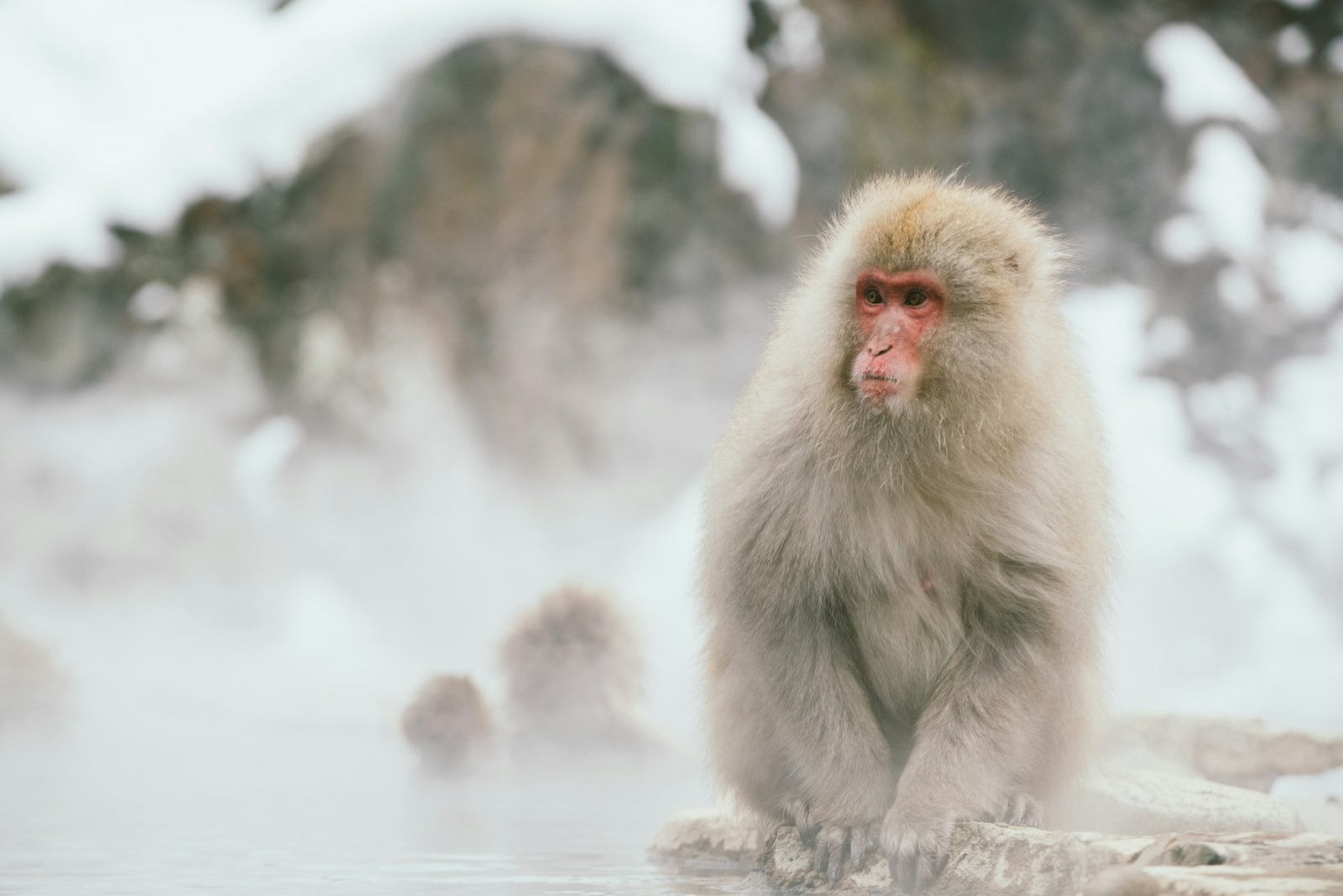Canon EOS-1D X Mark II + Canon EF 70-200mm F2.8L IS II USM sample photo. Japanese macaque sitting on photography