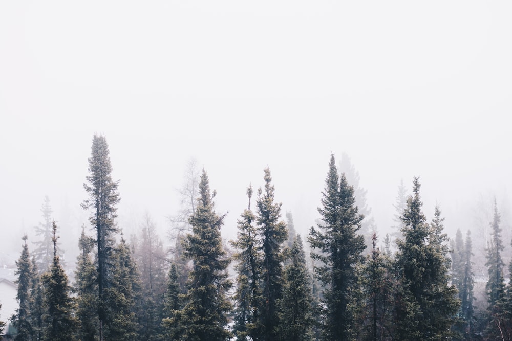 forest under cloudy sky during day time