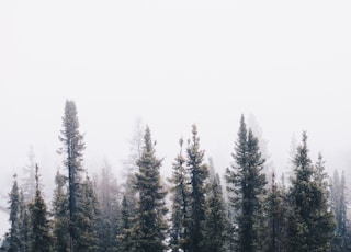 forest under cloudy sky during day time