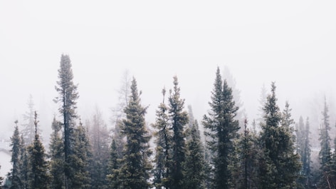 Anche a noleggio il Doblò è un evergreen