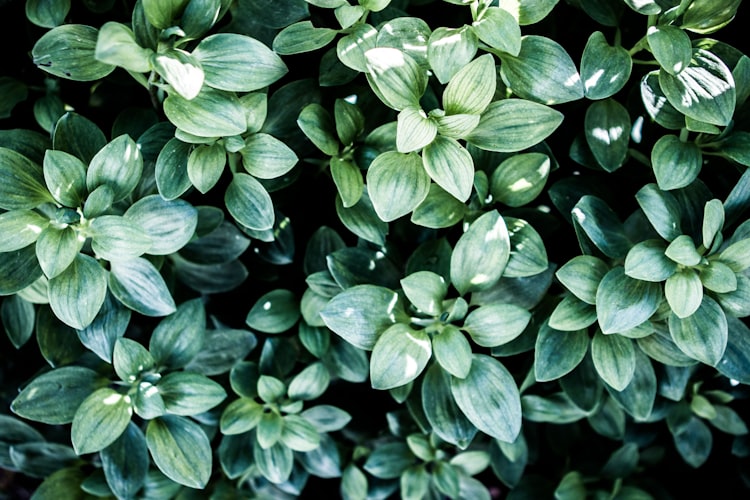 Close up shot of leafy green plants