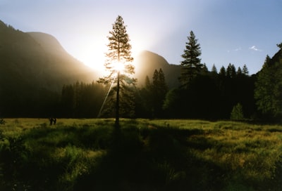 silhouette of tree during daytime evergreen teams background