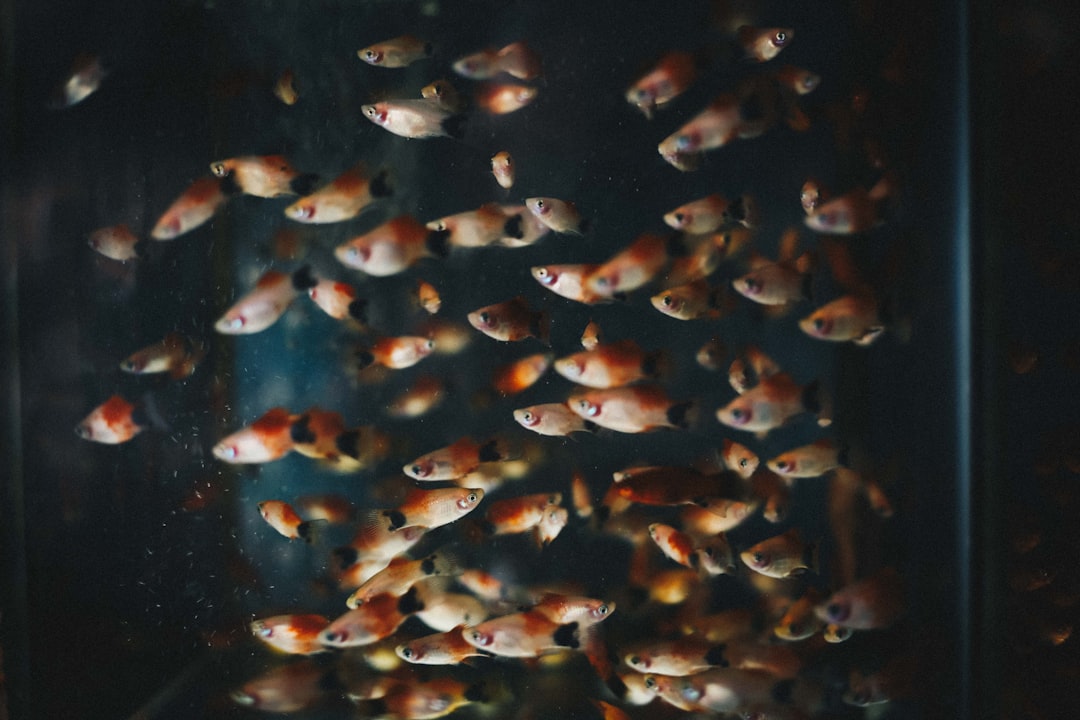 Orange fish in clear aquarium