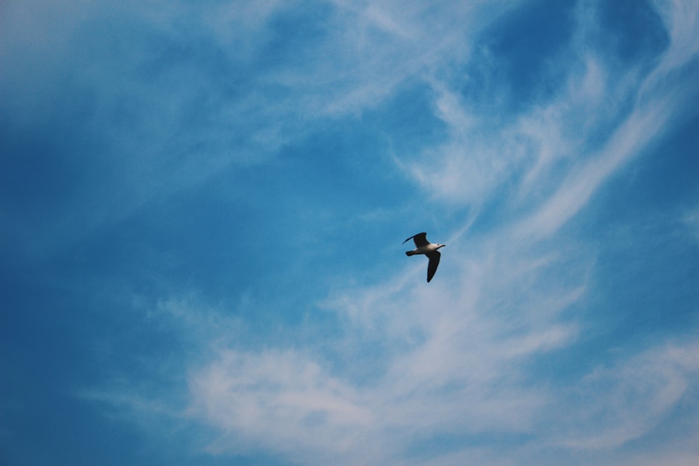 flying eagle below cumulus clouds