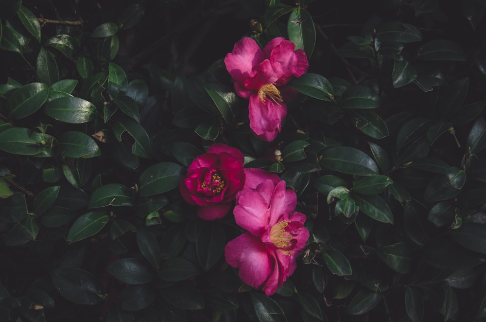 green leafed plant with pink flowers