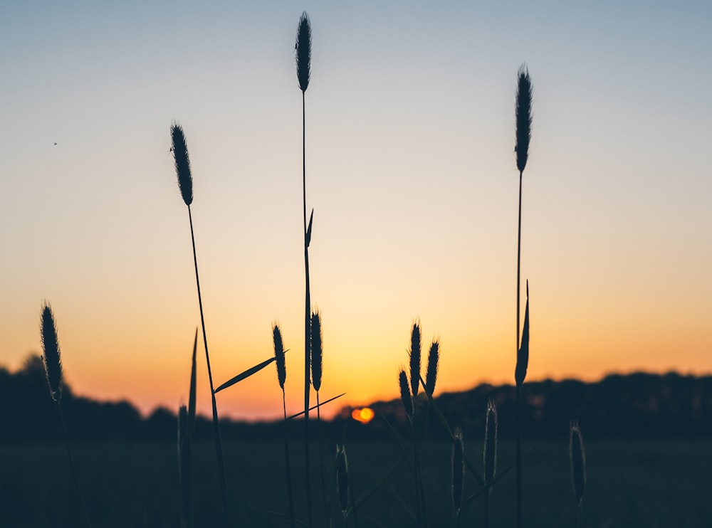 silhouette of plants at golden hour