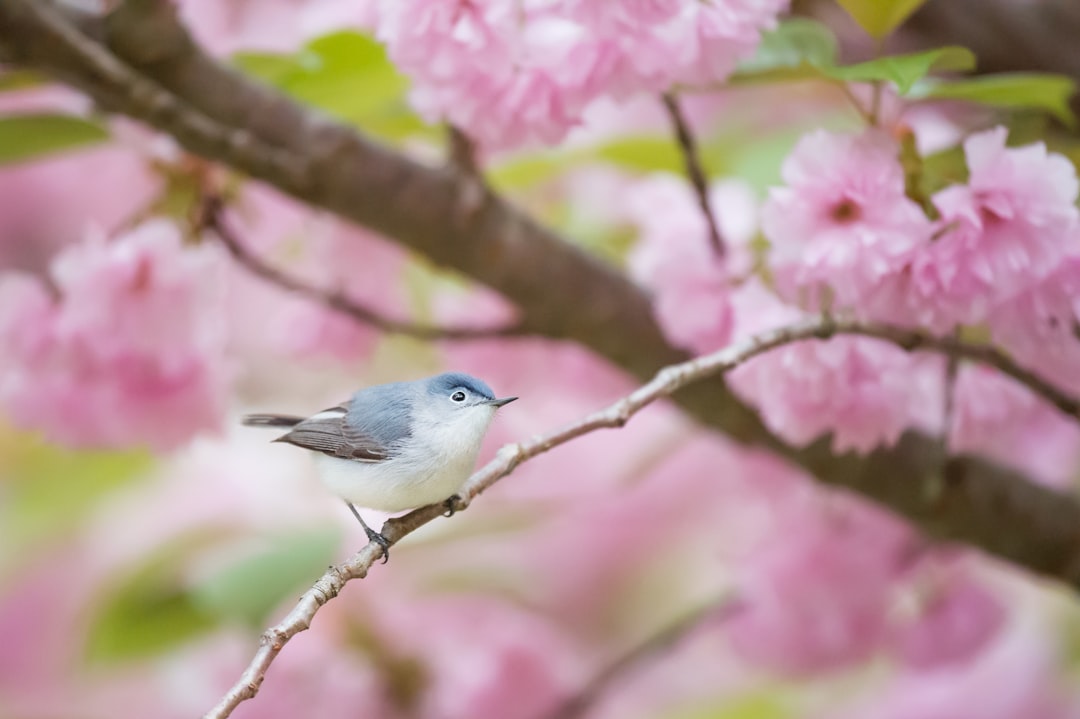 gray and white bird perching on branch, A Blue-gray Gnatcatcher sits perched in a beautiful pink cherry blossom tree.