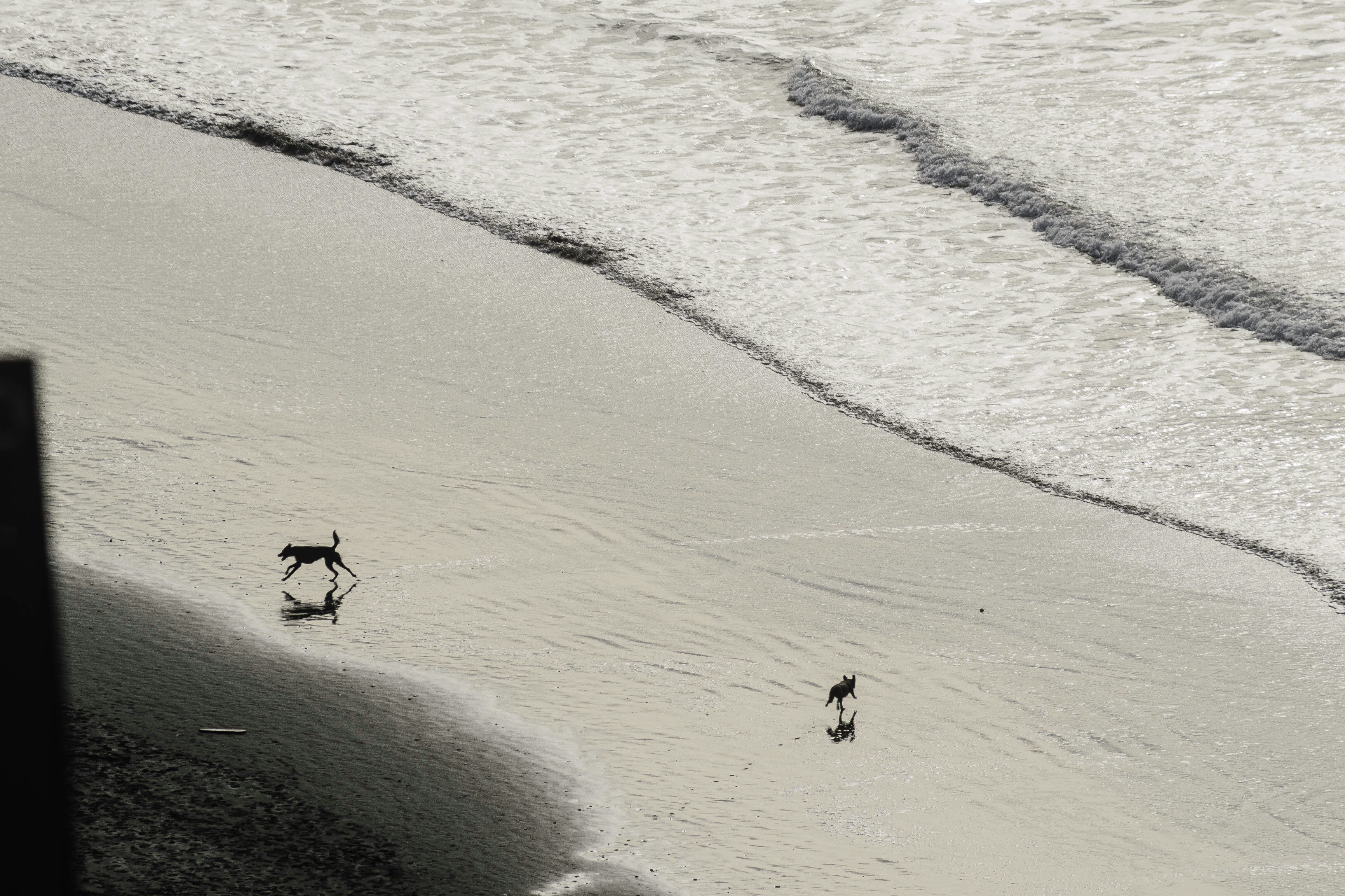 Hond rennend op het strand aan zee