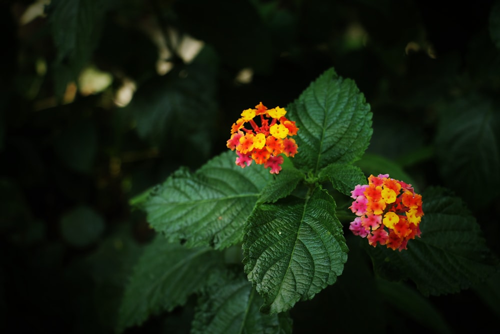 녹색 잎이 있는 주황색 꽃의 매크로 샷 사진