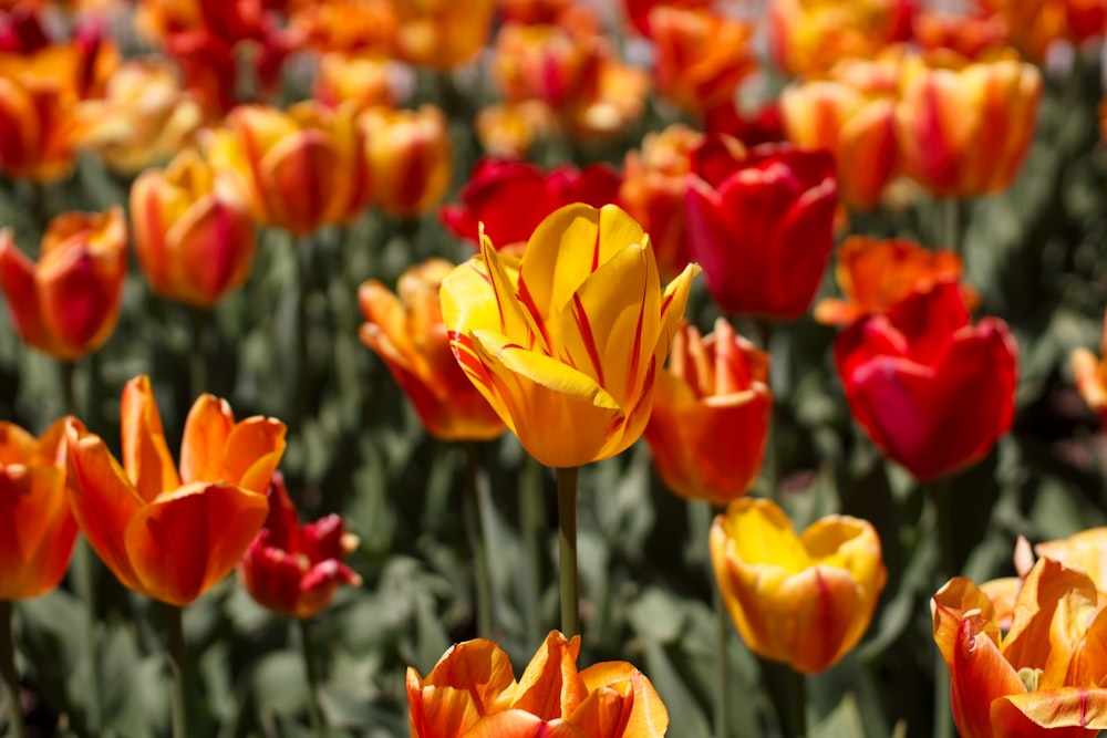 orange and red petaled flowers close-up photography