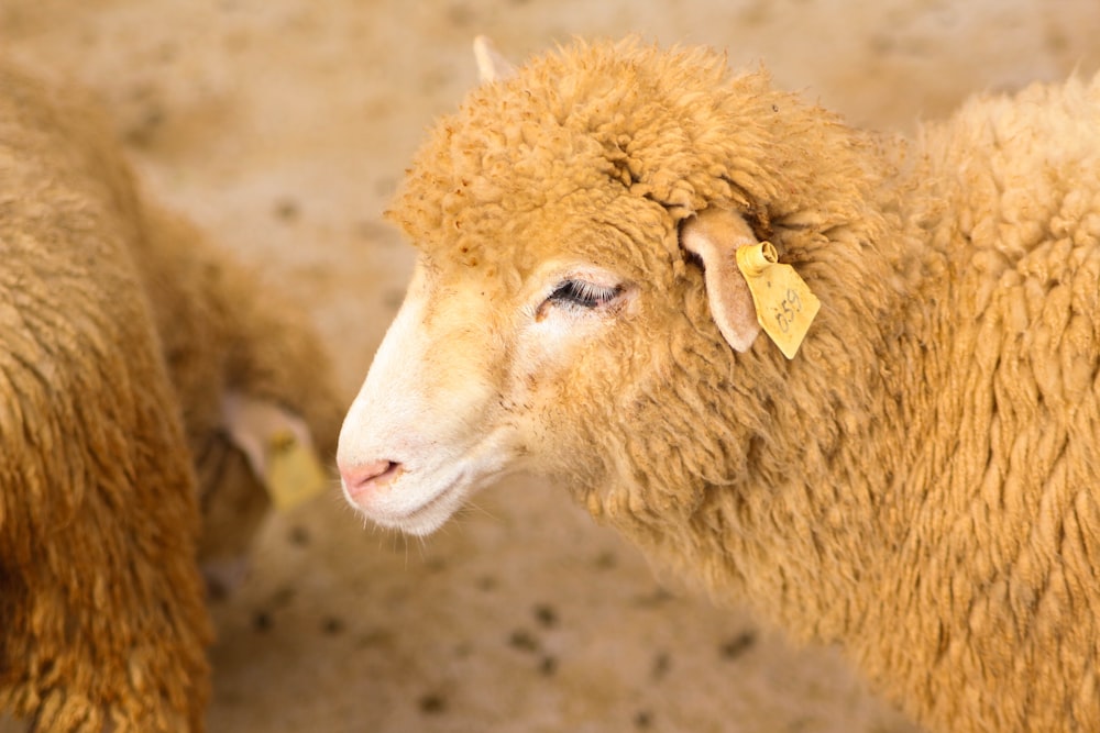 茶色の羊の野生動物の写真