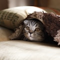 brown Scottish fold in brown thick-pile blanket