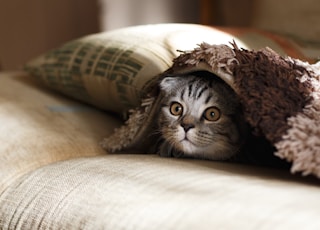 brown Scottish fold in brown thick-pile blanket