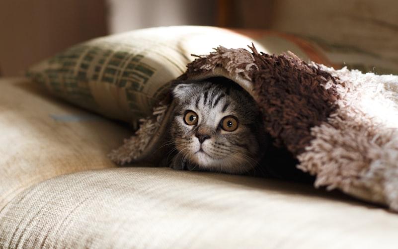 Kitty under the blanket