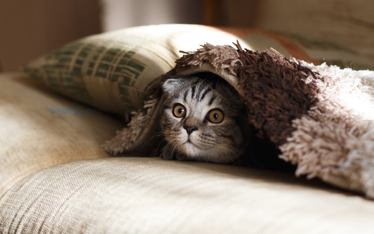 tabby cat with head sticking out from under blanket or rug