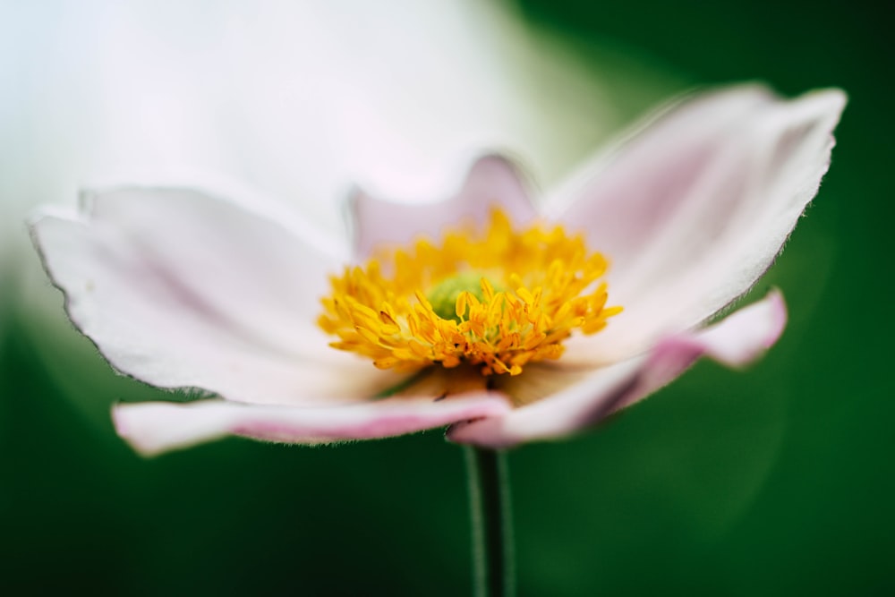 selective focus of pink petaled flower blooming at daytime