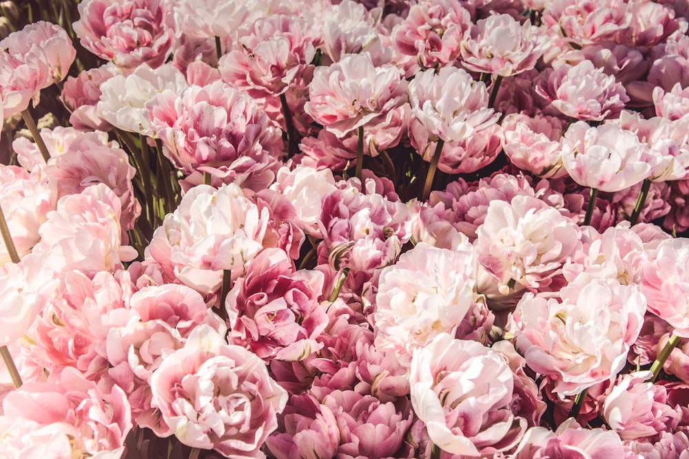 An overhead shot of a large bed of pink peonies