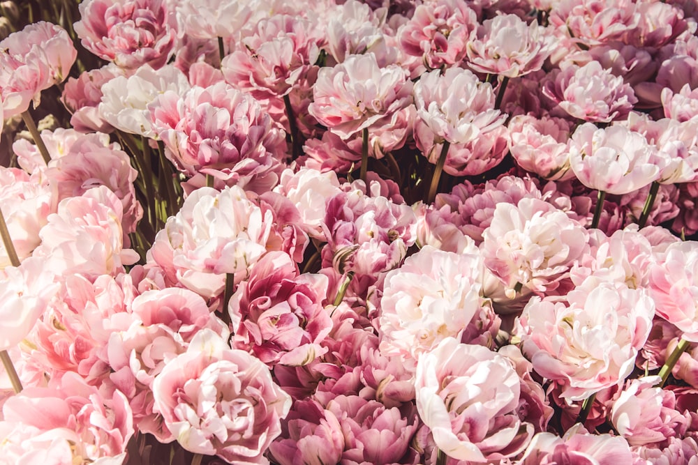 bed on pink peony flowers