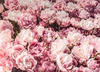 bed on pink peony flowers