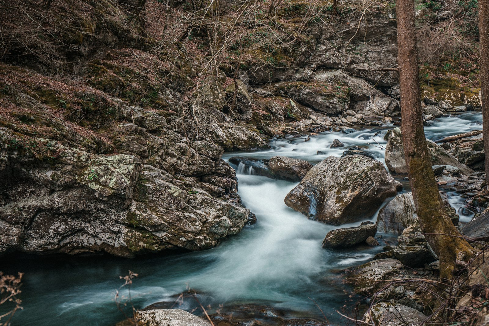 Sony a7 II + Canon EF 24-70mm F4L IS USM sample photo. Brown bare tree near photography