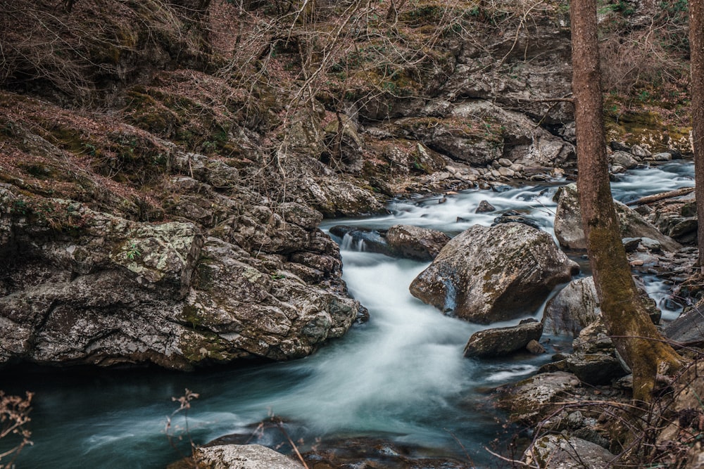 Arbre brun nu près d’un plan d’eau