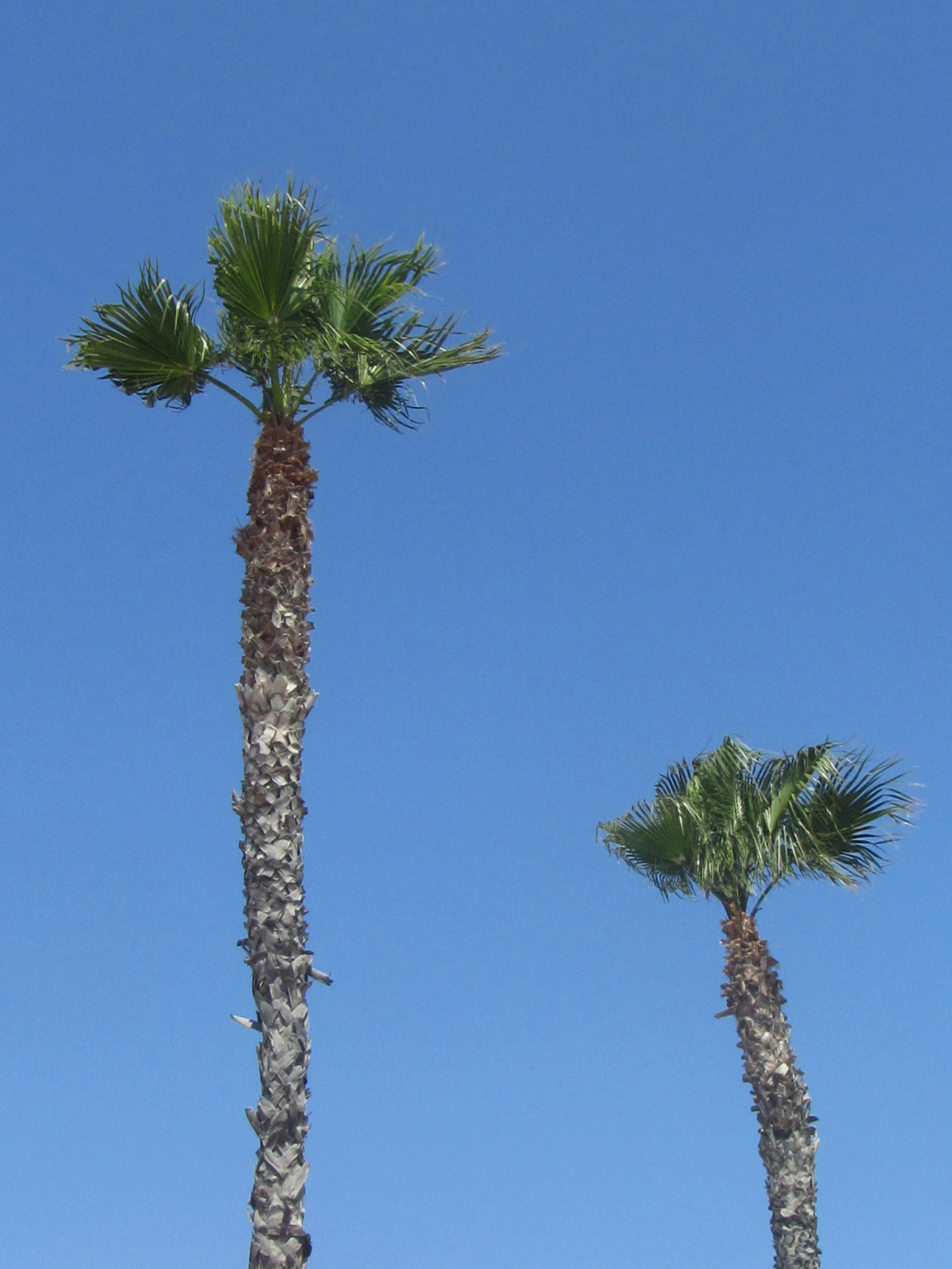 Free Unsplash photo from raffaella quartero