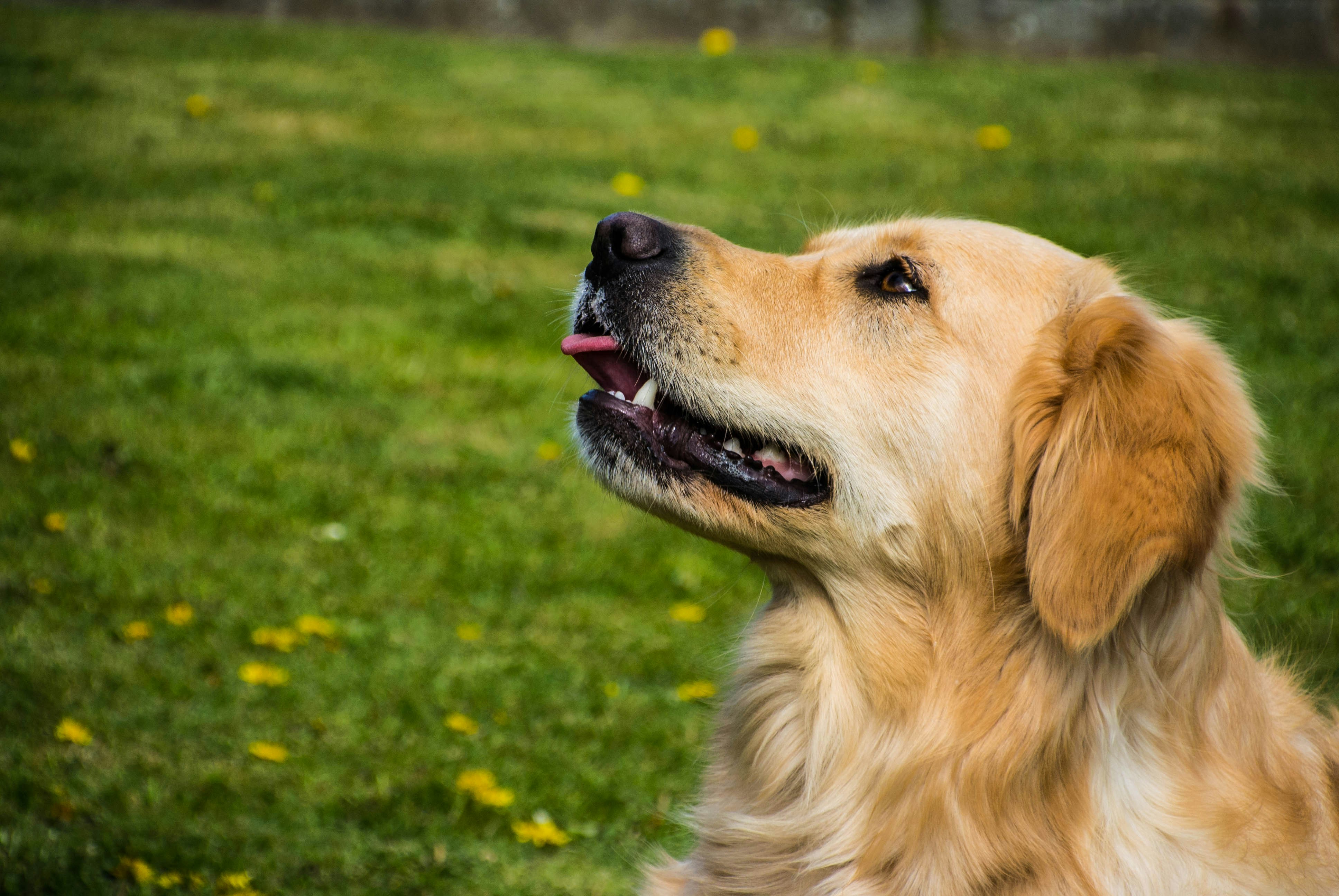 Free Unsplash photo from Wout Vanacker