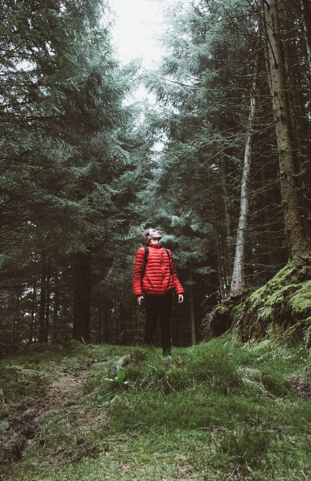 uomo che guarda l'albero