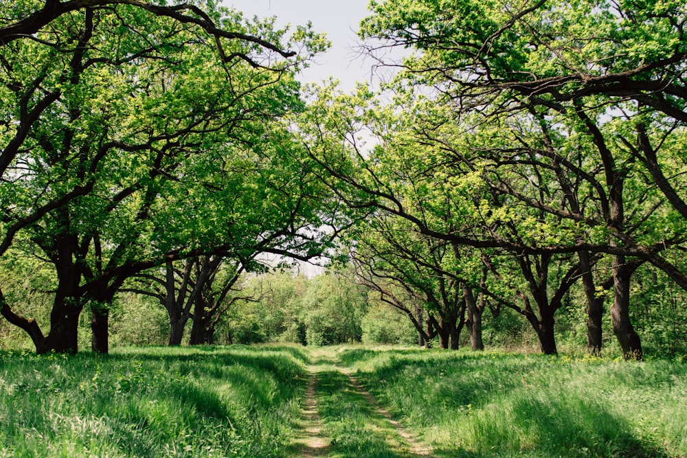 green trees