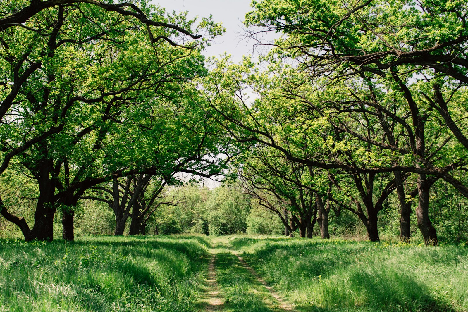 Nikon D5200 + AF-S DX Zoom-Nikkor 18-55mm f/3.5-5.6G ED sample photo. Green trees photography