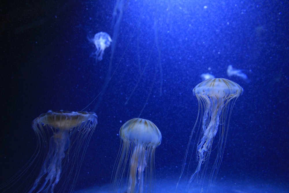 Un gruppo di meduse che nuotano in un acquario