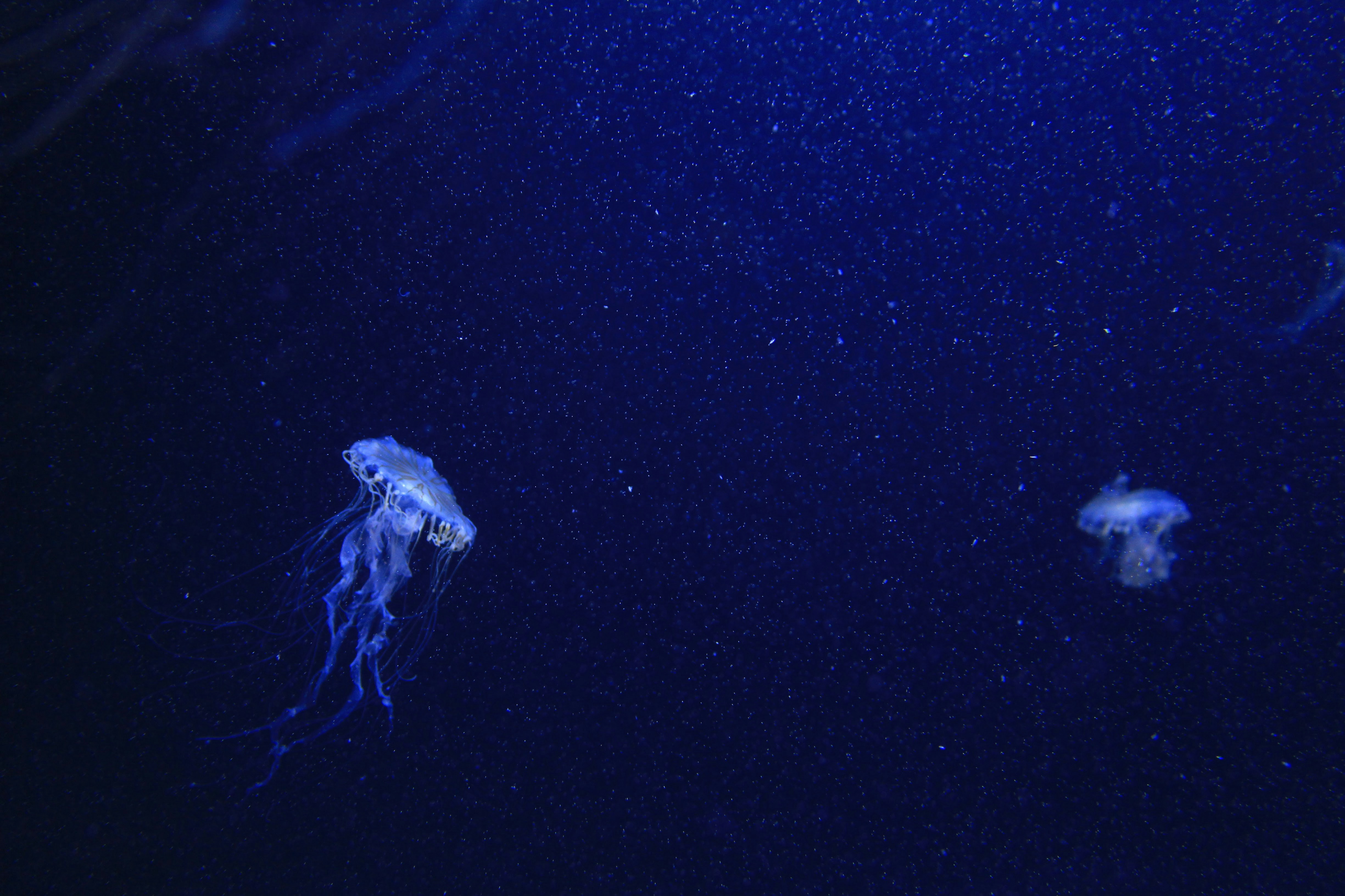 blue jelly fishes, jellyfish