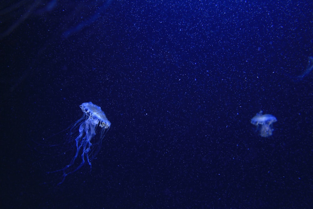 blue jelly fishes