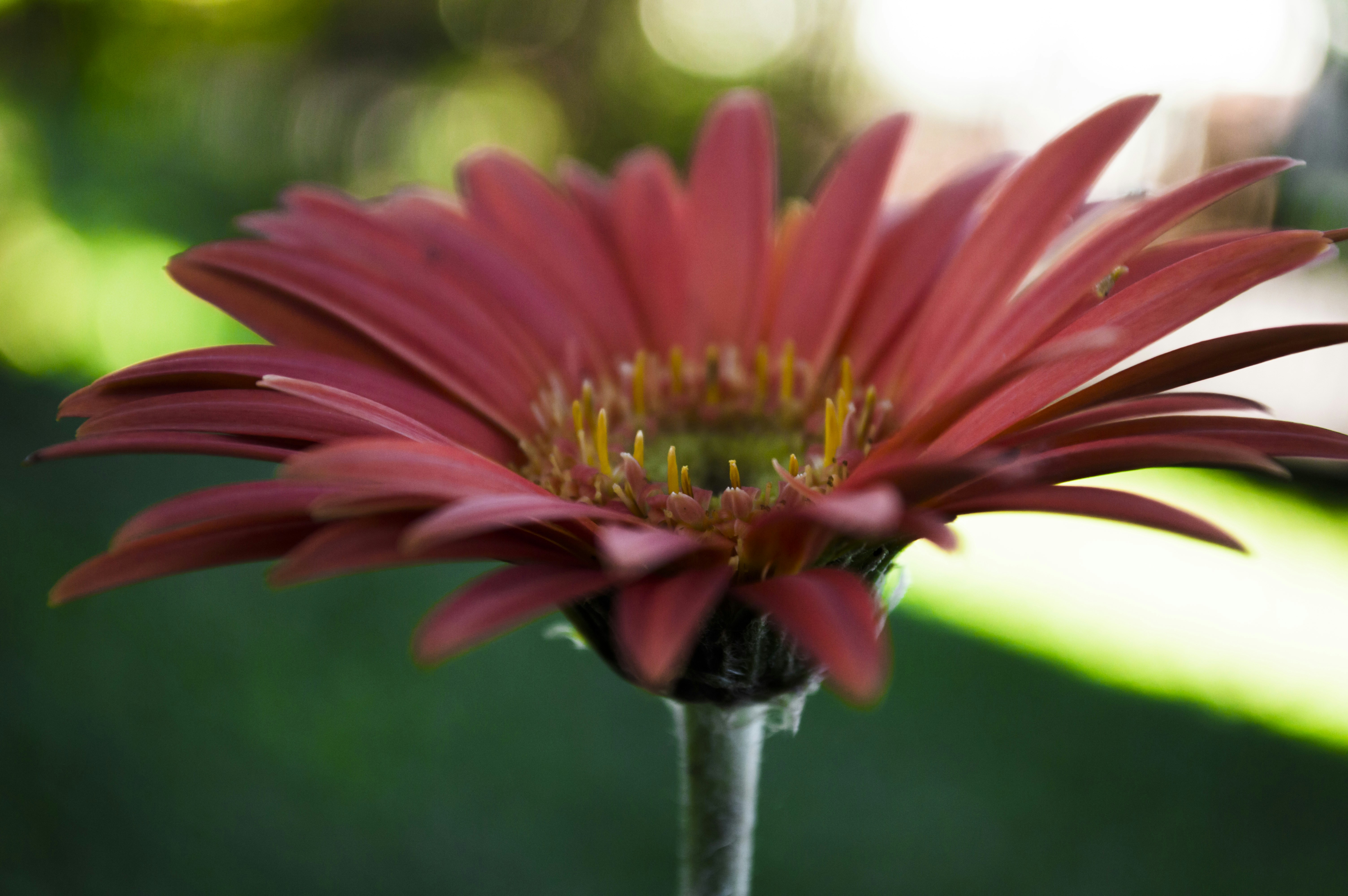 Free Unsplash photo from Ariel Schmunck