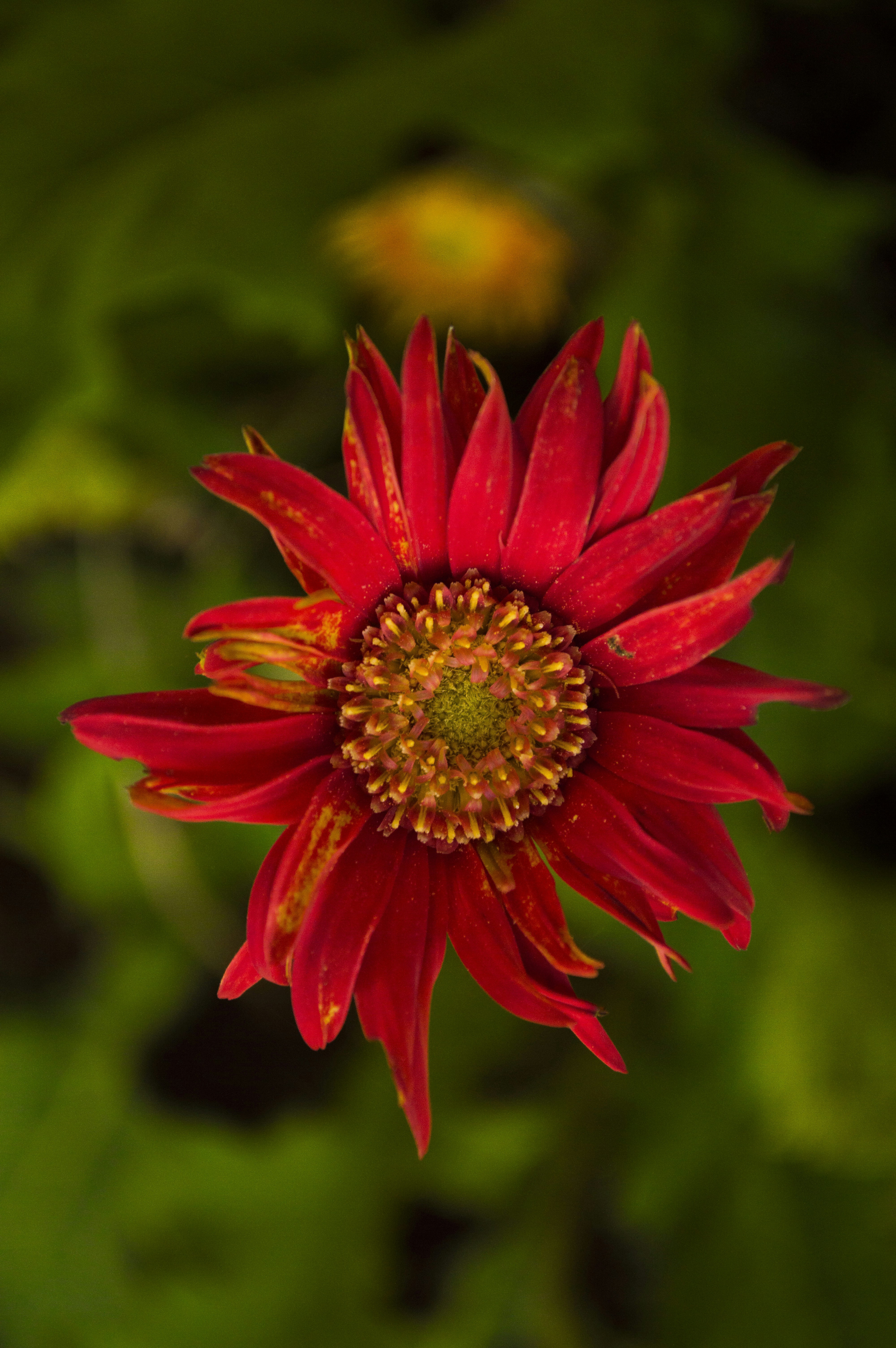 Free Unsplash photo from Ariel Schmunck