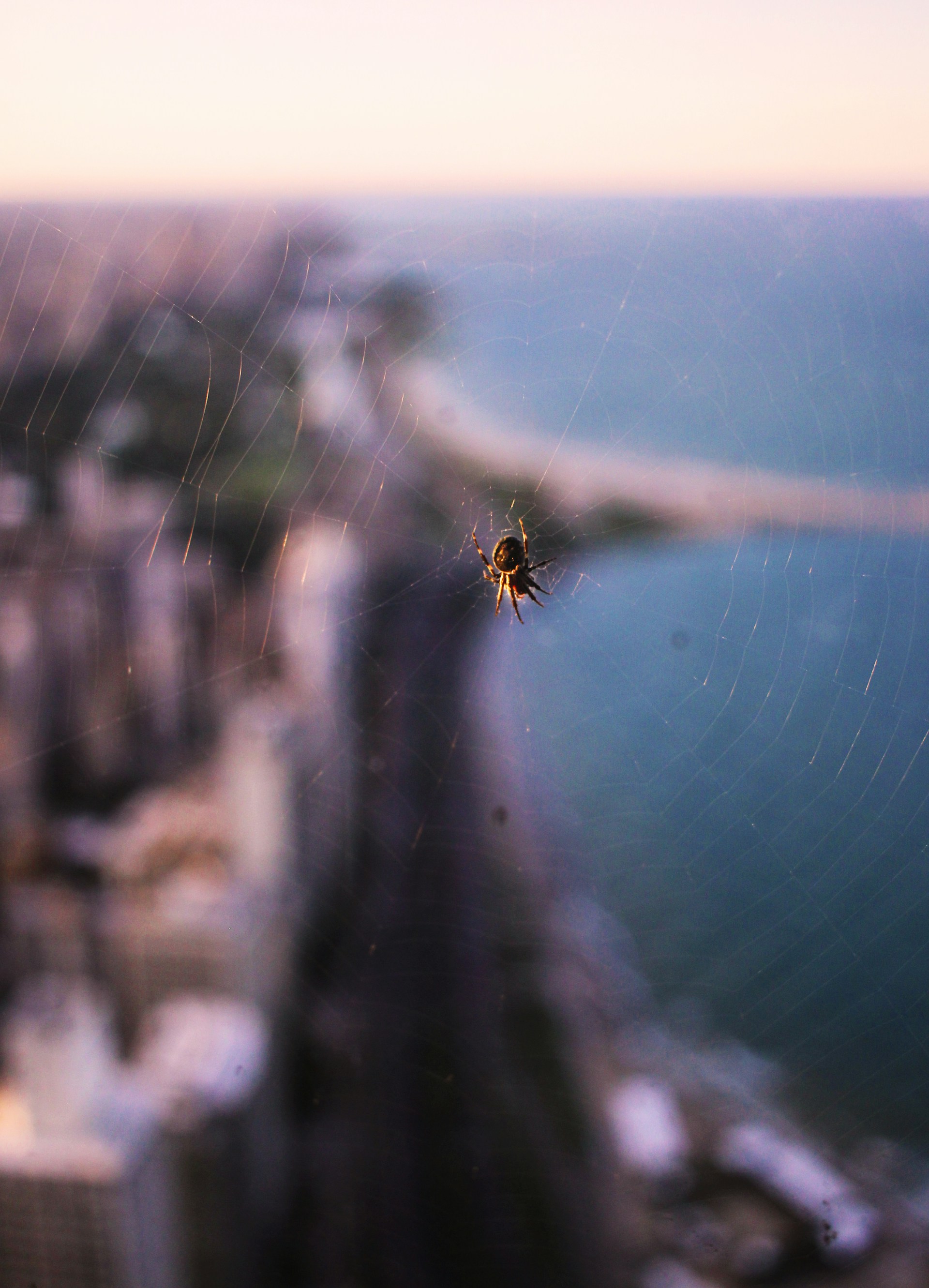 In-game moment from Spider-Man: Web of Shadows featuring dynamic cityscape and fluid web-swinging mechanics.