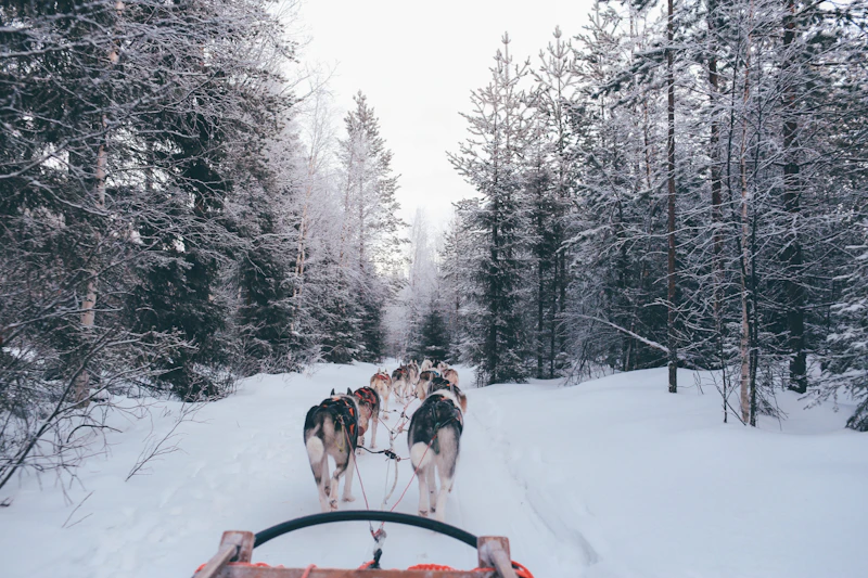 Dog-sledding