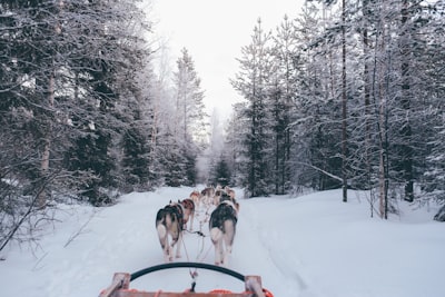 pack of wolves carrying sled sled zoom background
