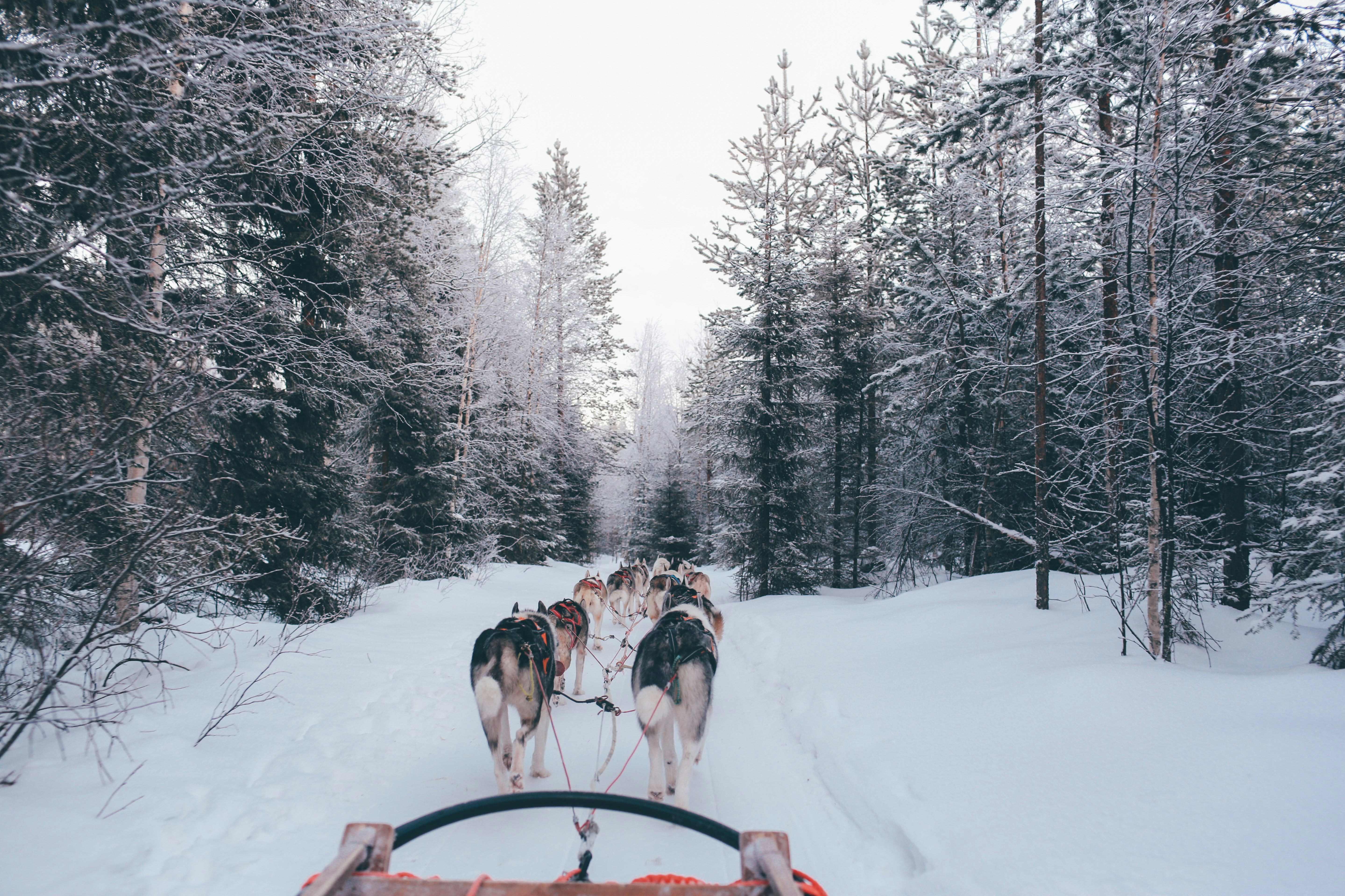 Dog sled pulled by dogs