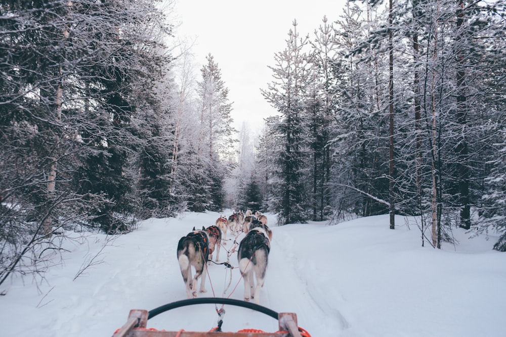 pack of wolves carrying sled