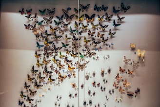 A collection of colorful butterflies and beetles is displayed and pinned on a neutral background, arranged in an artistic and symmetrical pattern. The butterflies vary in size and feature vibrant colors such as yellow, blue, green, and black, while the beetles are smaller and more subdued in color.