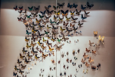 A collection of colorful butterflies and beetles is displayed and pinned on a neutral background, arranged in an artistic and symmetrical pattern. The butterflies vary in size and feature vibrant colors such as yellow, blue, green, and black, while the beetles are smaller and more subdued in color.